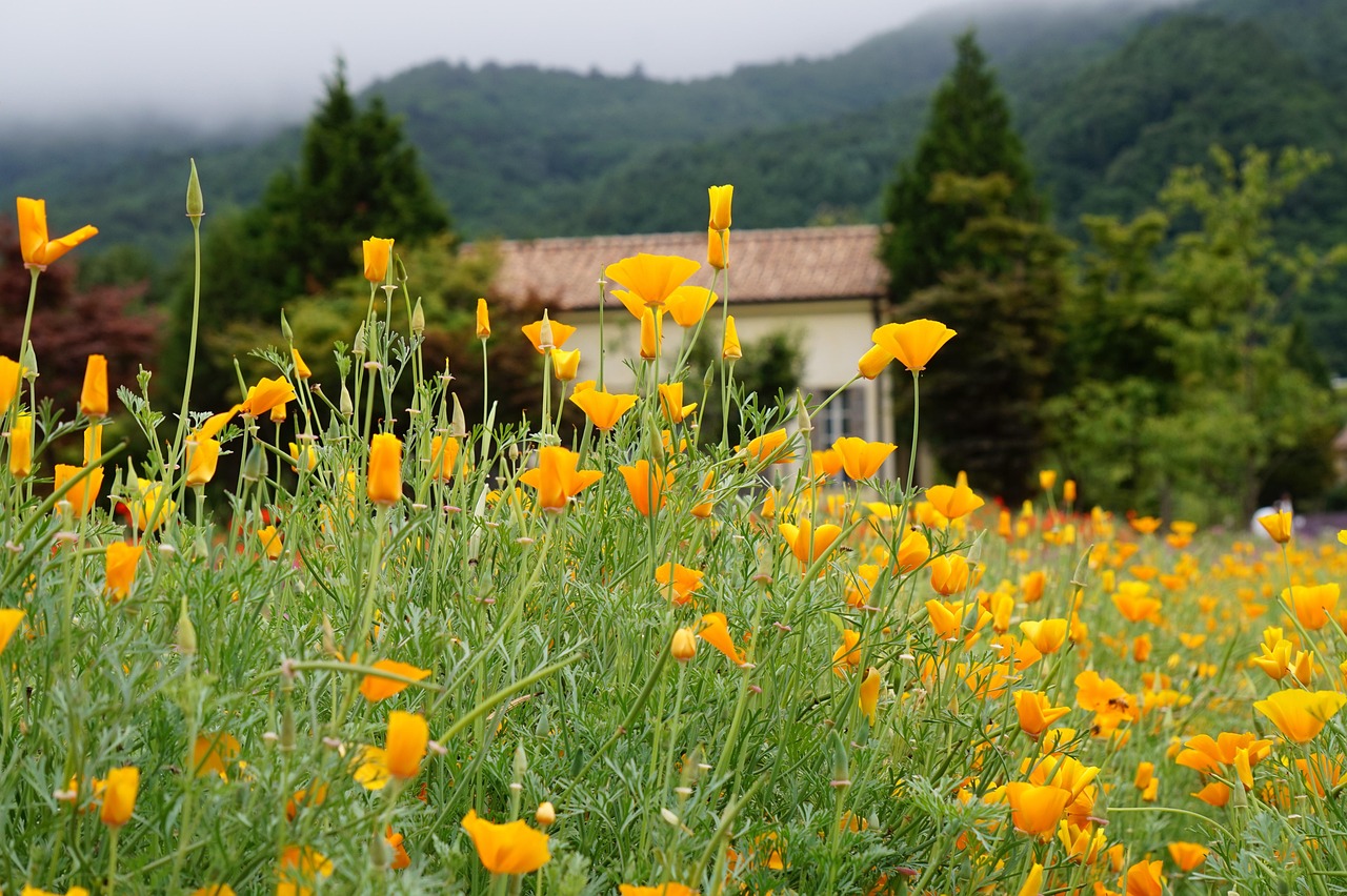 驯龙物语：环球团队竞技平台详情下载教程app